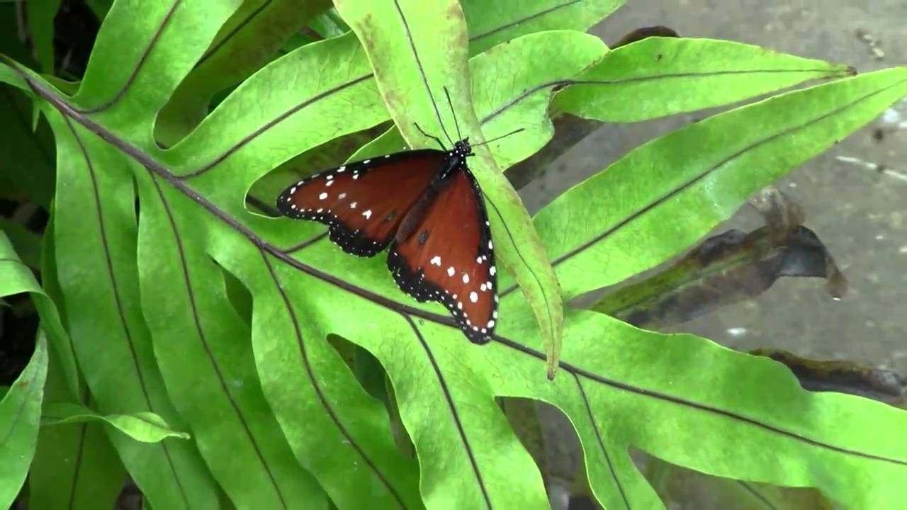 The Butterfly Estates in Fort Myers, FL YouTube