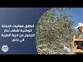 انطلاق فعاليات الحملة الوطنية لقطف ثمار الزيتون من قرية الطيبة في جنين
