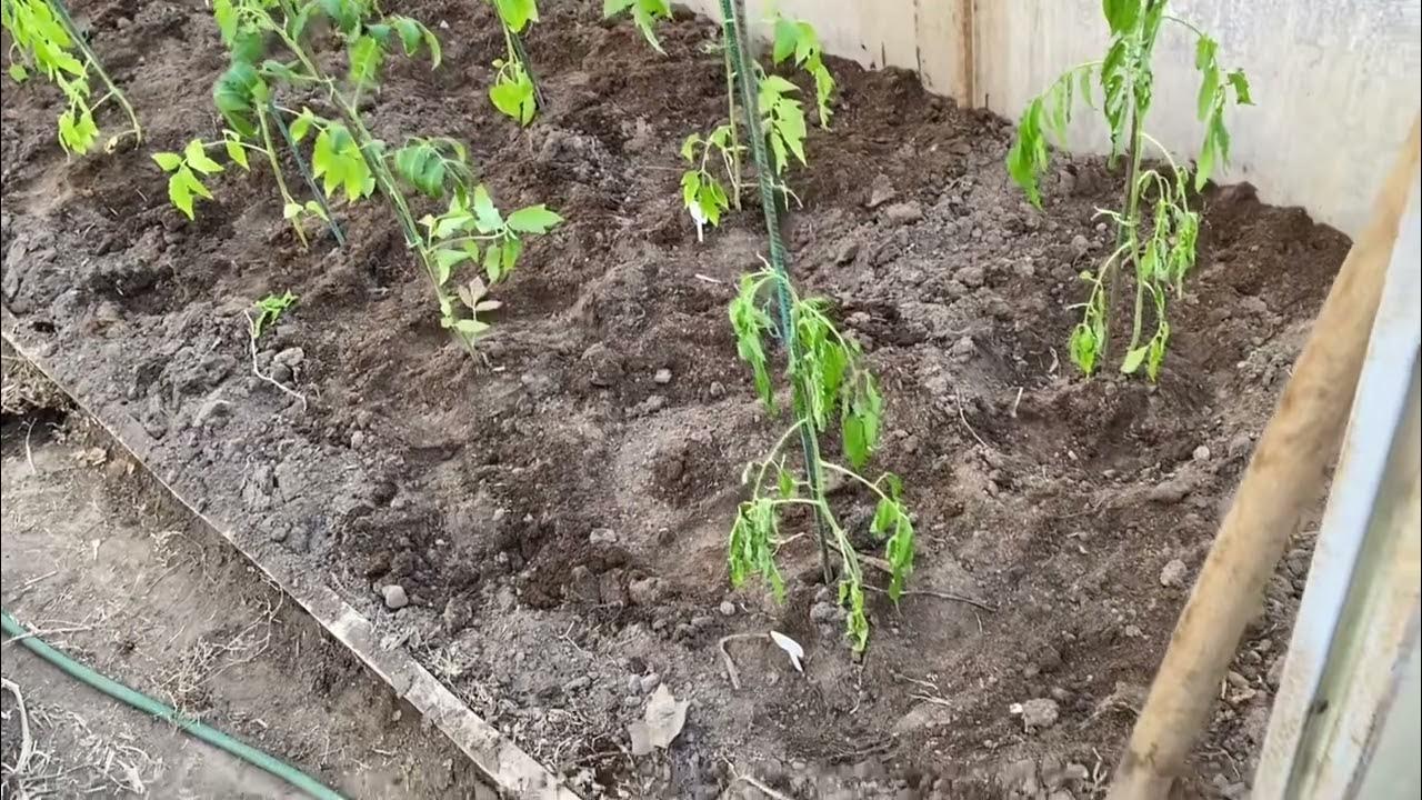 Когда садить помидоры на рассаду 2024 нужно