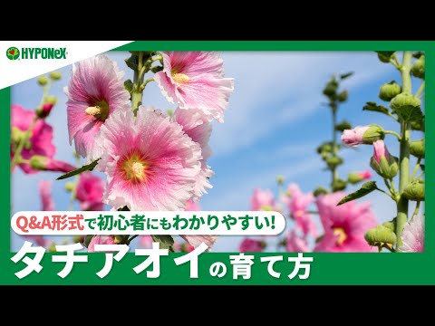 ホリホックの日当たり完全ガイド｜プロが教える日光と日陰のバランスと実践テクニック
