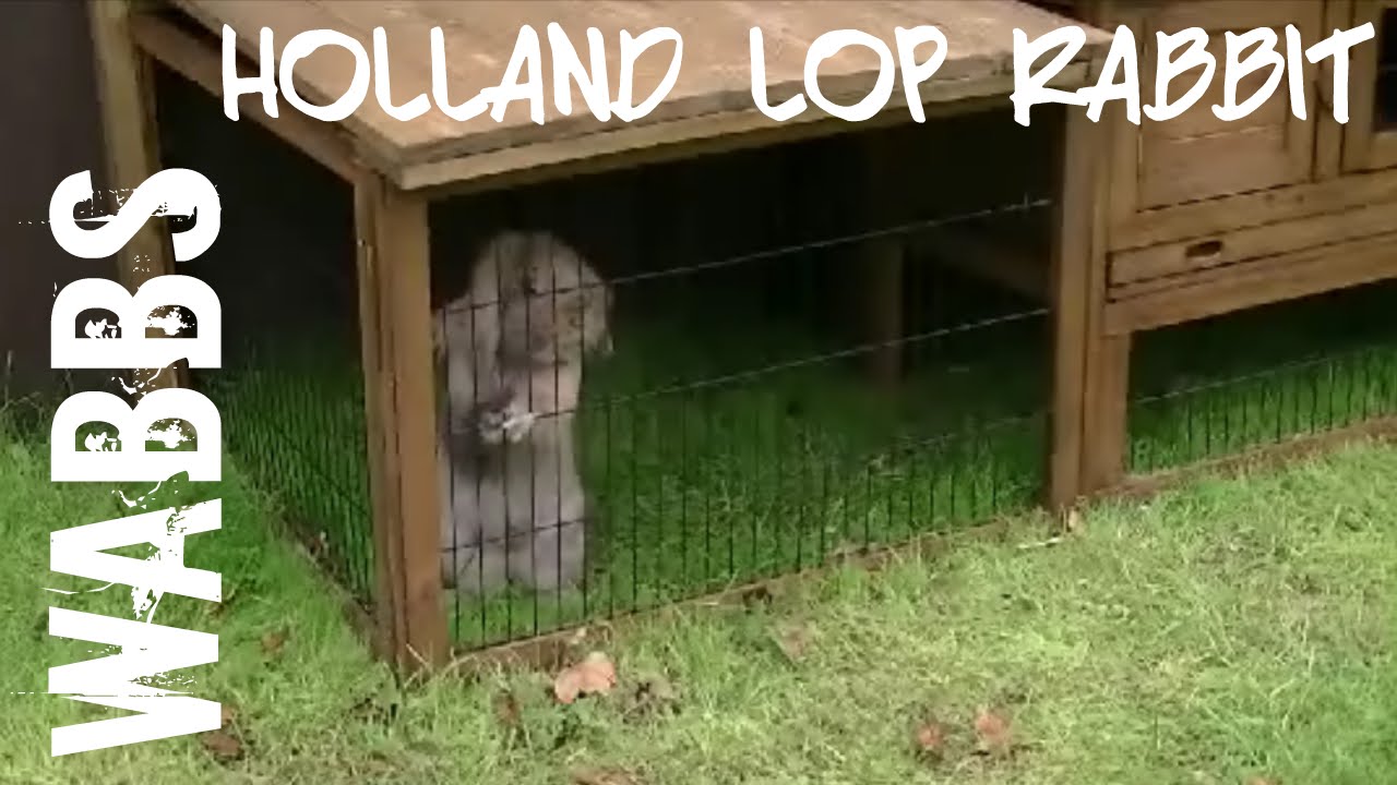 holland lop bunny cage