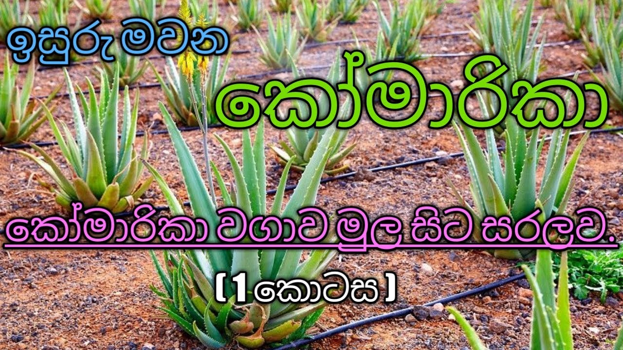 Aloe vera Cultivation Step by Step | කෝමාරිකා වගාව A to Z | Ceylon Agro episode 44.