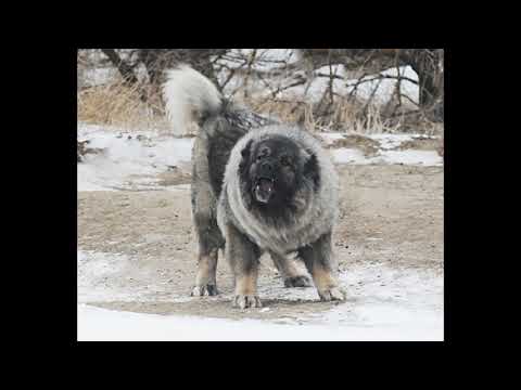 კავკასიური ნაგაზი