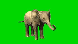 elephant green screen | Animal  green screen | Copyright Free Video Green Screen | elephant green