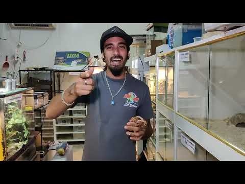 כרכן תירס - רקע ולמה כדאי לגדל את הנחש המדהים הזה