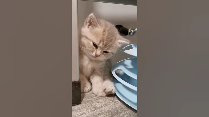 Video 19361: american shorthair himalayan cat, hypoallergenic cats american shorthair, american shorthair cute cat, siberian cat main coon, maine coon cats sphynx, sphynx hairless cat hypoallergenic, meow sphynx hairless cat