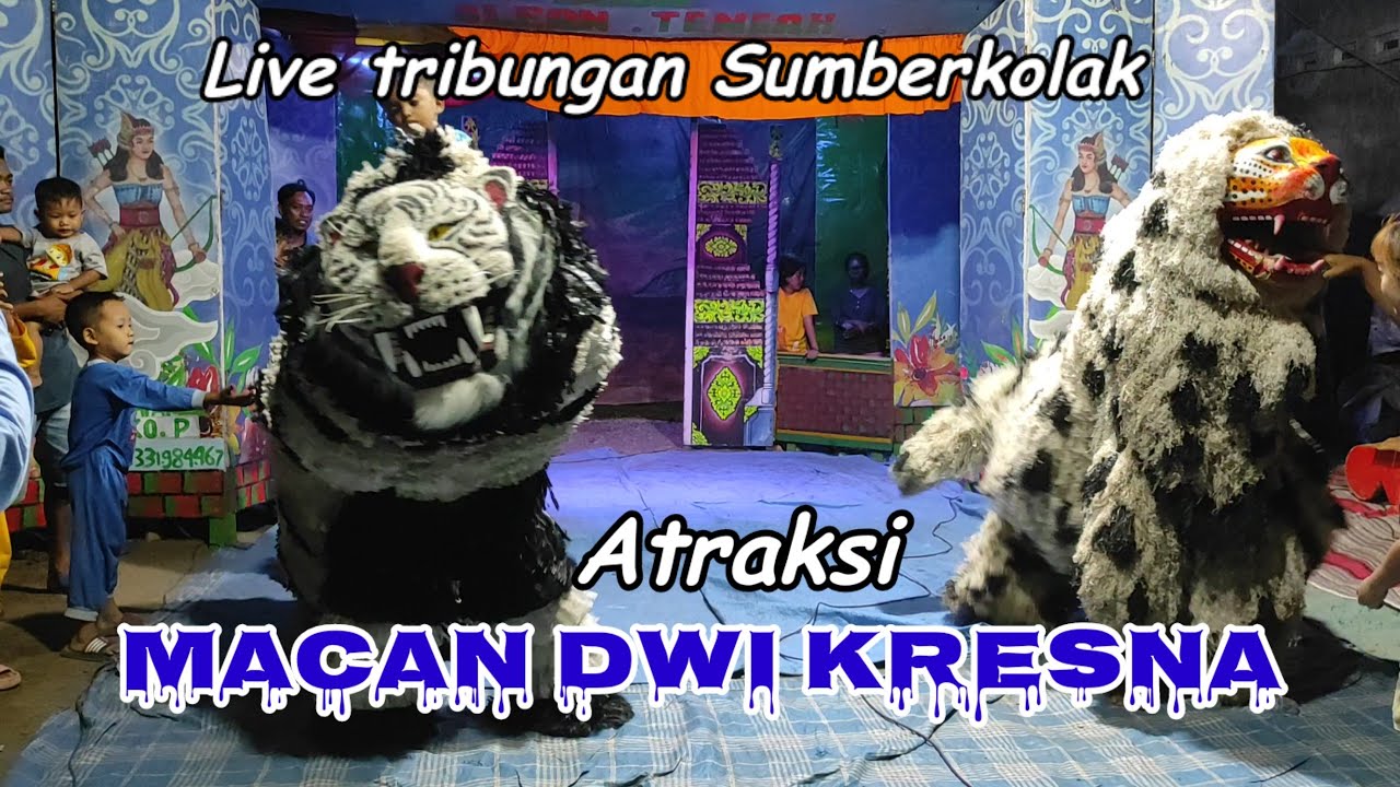 Atraksi Macan DWI KRESNA. live tribungan Sumberkolak pimp EKO.P. @TOMYHITZ