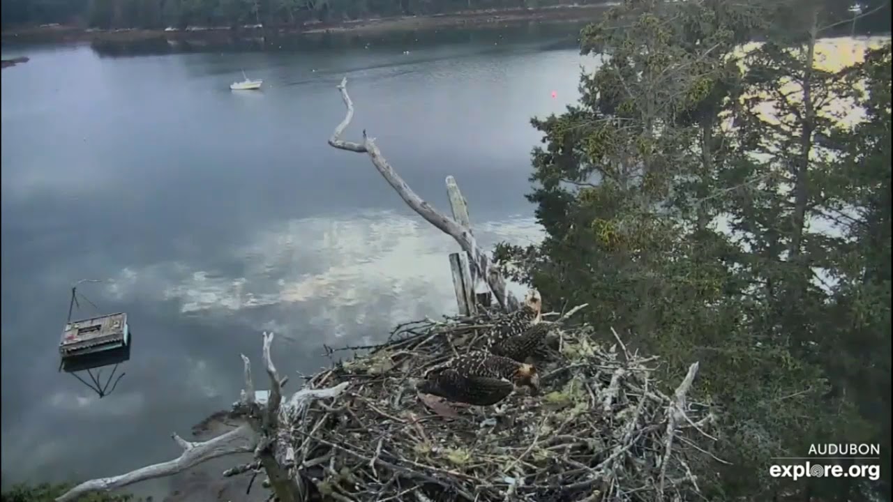 Hog Island Ospreys * Rachel A True Warrior Queen * Amazes Us Catching ...