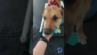 На Киевщине спасли собаку Лиса, которую избили и заминировали рашисты