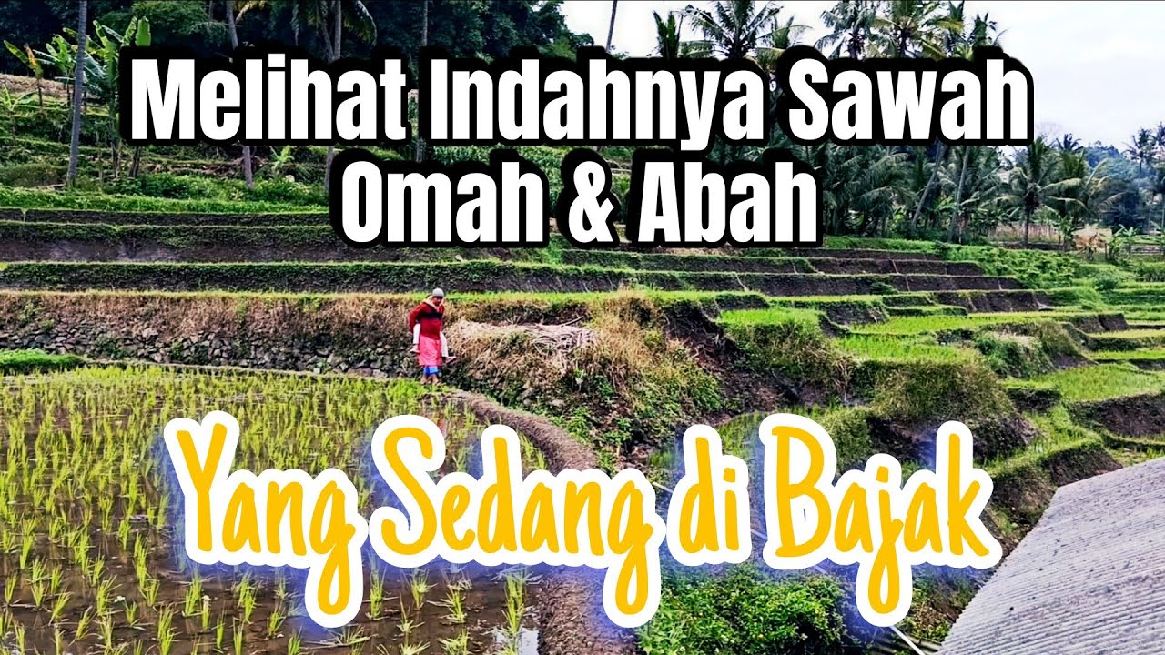 Melihat Indahnya Sawah Omah dan Abah yang Sedang di Bajak