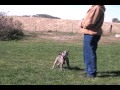 Using a electronic remote training collar as a prompt for puppy training Using a electronic remote training collar as a prompt for puppy training