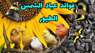 فوائد عباد الشمس لطيور 🌻 #الكناري و #الحسون 🦜🦜🦜🎶