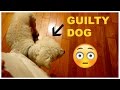 GUILTY DOG WON'T ADMIT TO PEEING IN THE HOUSE! GUILTY DOG WON'T ADMIT TO PEEING IN THE HOUSE!
