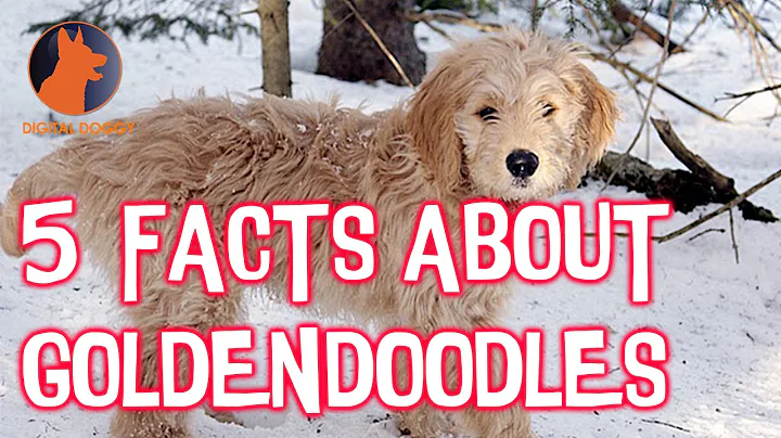 Top 5 Facts About Goldendoodles