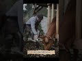 Hinterkaifeck murder #mystery #shorts #shortvideo #viral #video #viralshort #viralvideo #viralshorts