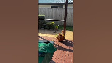 HUGE Eastern Brown Snake!