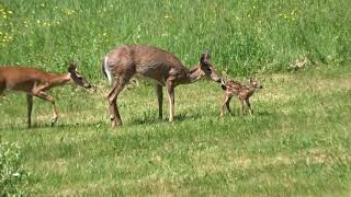 Whitetail deer - Mom and kids