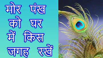 मोर पंख को घर में किस जगह रखें || Where to keep the peacock feather at home according to astrology