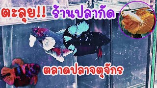 คนเลี้ยง​สัตว์​ EP.100 ตะลุย!!ร้าน​ปลากัด​สวยงาม​ ตลาดปลาลานเร่จตุจักร​ #ปลากัด #fish #bettafish​