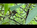 MAQUENQUE ECO LODGE: Olive-backed Euphonia