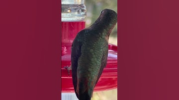 Discover How Hummingbirds Mesmerize Everyone: What