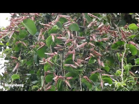 Watch Huge Swarms Of Locusts Invade East Africa