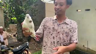 TANGKAP BANDANGAN (CUNDANG) Merpati Kesasar di Kandang Bos ARMAN 🤩🤩🤩