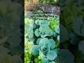 Mera kitchen garden ki sabjiya thora thora bara ho raha hai….ye…😊😁 #kitchengarden #freshorganic