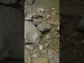 Женецький Гук Найкрутіший водоспад Карпат Shorts Женецький Гук Найкрутіший водоспад Карпат Shorts