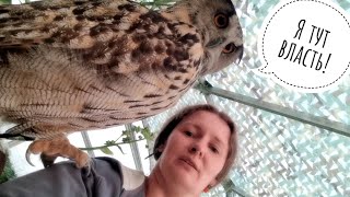 Eagle owl Yoll has become very wild and angry after moving to an aviary in the village? No