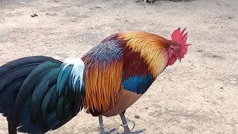Look at the handsome cock, it