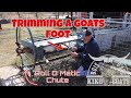 TRIMMING A GOATS HOOF | Goat Chute | Rolling Goat Chute | Kiko Goats
