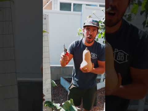 Vídeo: Cultivando Abóbora Butternut: Como Cultivar Plantas Butternut Squash