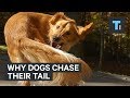 What It Could Mean When Your Dog Chases Its Tail