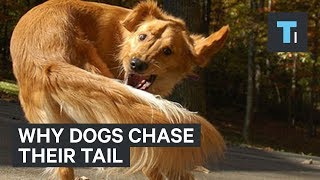 What It Could Mean When Your Dog Chases Its Tail