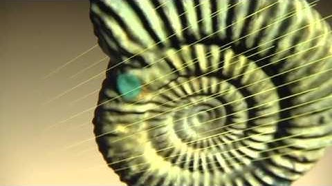 3D Scans Turn Fossils Into Rock Stars