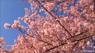2月櫻花滿開！伊豆半島河津櫻花祭
