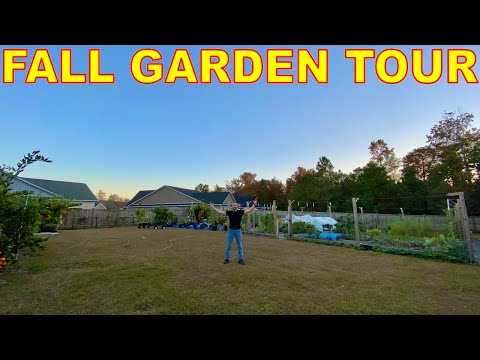 Vídeo: Amoras Para Jardins da Zona 4 - Dicas para Cultivar Amoras na Zona 4