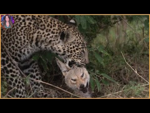 15 Moments When Leopards Brutally Attack Other Animals