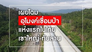 เผยโฉม "อุโมงค์เชื่อมป่า" แห่งแรกในไทย เขาใหญ่-ทับลาน