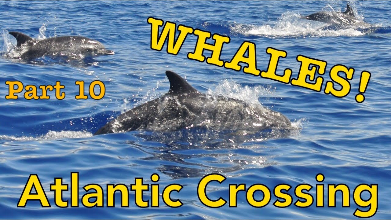 Transatlantic Part 10: Dolphins in the Middle of the Ocean | Sailing Wisdom S3 E12