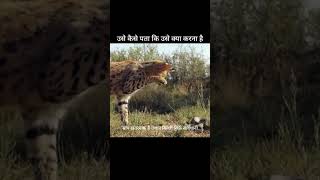 सबसे खतरनाक डांस: सर्वल बनाम कोबरा! 🐍⚡ #shortvideo #shorts
