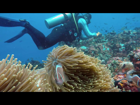 Verde Island Dive