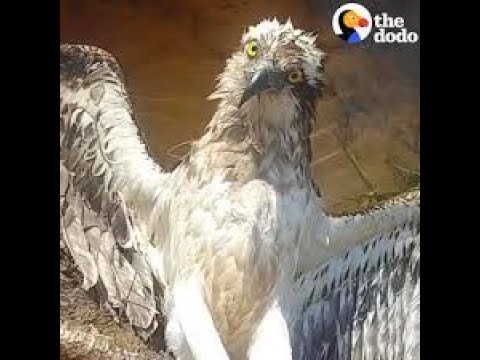 Brave Hawk Waits While Someone Sets Him Free Goes Viral!