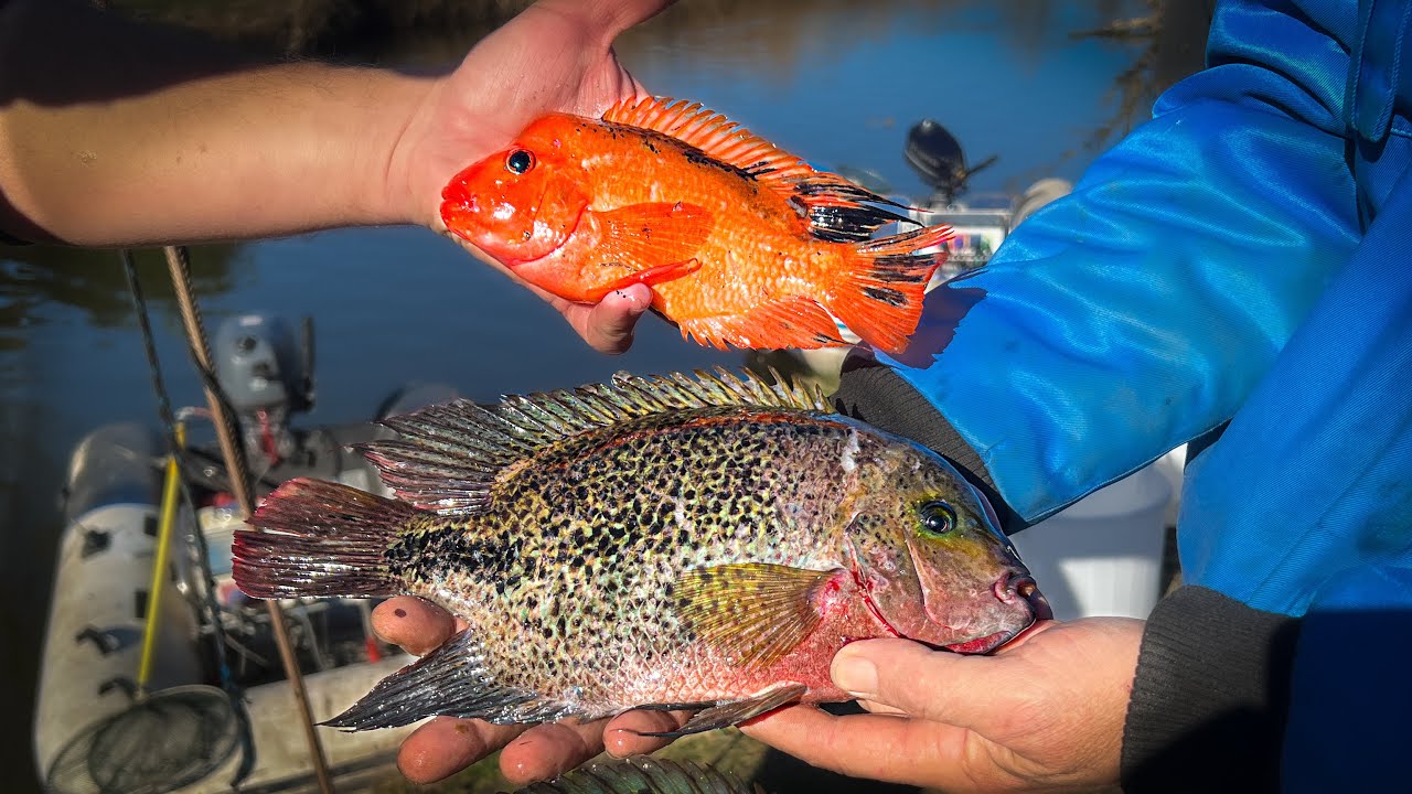 Idegenhonos halfajok gyérítése a Hévíz-folyáson