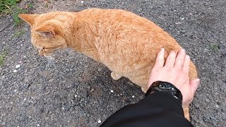 立ち去ろうとするヌッコにお尻トントンで足止めしてモフってみたww #cat #ねこ #地域猫 #モフモフ #ネコ