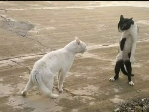 KUNG-FU CAT: Angry feline fighter shows off moves