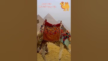 Lạc đà hai bướu – sống giữa tuyết và cát!  #animals #dongvat #shorts  #độngvậthoangdã #camel