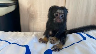 Adorable Tamarin Monkey