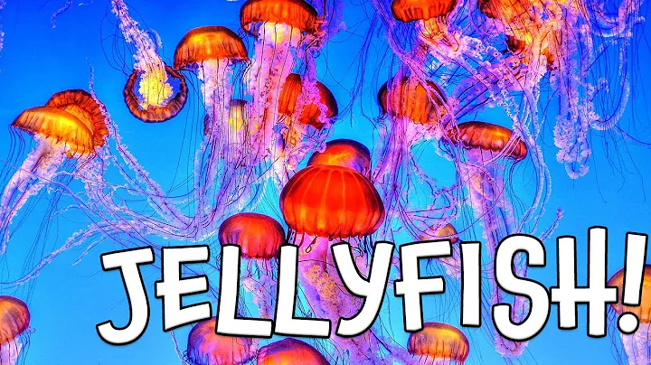 Jellyfish!  Learn about Jellyfish by Kids Learning Videos - DayDayNews